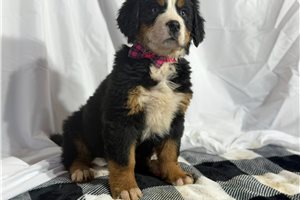 Alice - Bernese Mountain Dog for sale