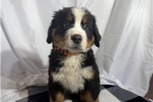 Andy - Bernese Mountain Dog for sale