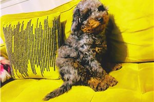 Anderson - puppy for sale