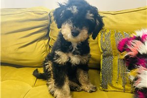 Anthony - Bernedoodle, Mini for sale