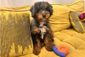 Alice - puppy for sale