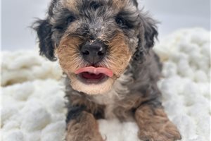Artemis - Bernedoodle, Mini for sale