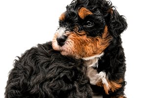 Alea - puppy for sale