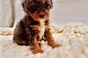 Archie - Bernedoodle, Mini for sale