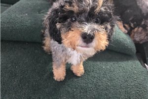 Arkansas - Bernedoodle, Mini for sale