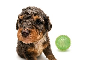 Artemis - puppy for sale