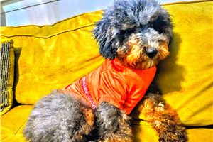 Adonis, a Mini Bernedoodle puppy