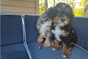 Alea - puppy for sale