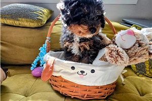 Alice - Bernedoodle, Mini for sale