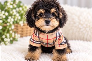 Alexander - Mini Bernedoodle for sale