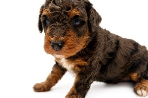 Adonis - puppy for sale