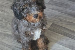 Adonis - Bernedoodle, Mini for sale