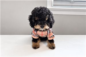Alexander - Mini Bernedoodle for sale