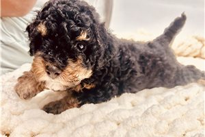 Alexander - Bernedoodle, Mini for sale