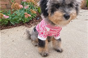 Artemis - Mini Bernedoodle for sale