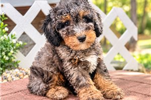 Adonis - Mini Bernedoodle for sale