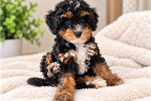 Alea - Mini Bernedoodle for sale