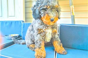 Adonis - puppy for sale