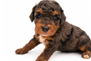 Archie - Bernedoodle, Mini for sale