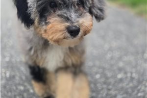 Artemis - Mini Bernedoodle for sale