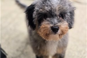 Artemis, a Mini Bernedoodle puppy