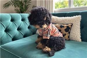 Alexander - Mini Bernedoodle for sale