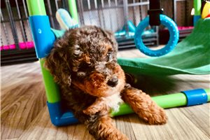 Adonis - Bernedoodle, Mini for sale
