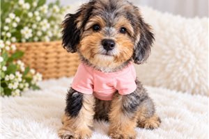 Artemis - Mini Bernedoodle for sale