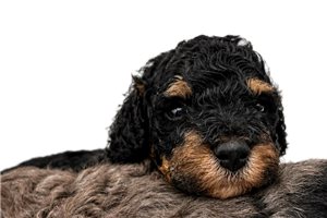 Alexander - puppy for sale