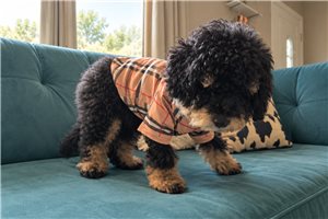 Alexander - Mini Bernedoodle for sale