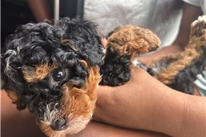 Alea - Bernedoodle, Mini for sale