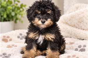 Alexander - Mini Bernedoodle for sale