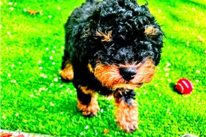 Alexander - Mini Bernedoodle for sale