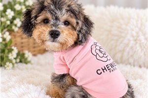 Artemis - Mini Bernedoodle for sale