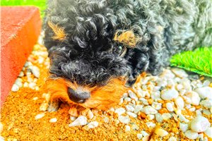 Alexander - Mini Bernedoodle for sale