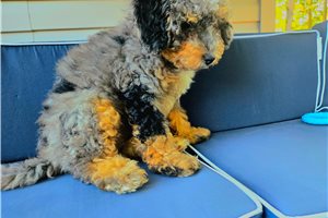 Artemis - puppy for sale