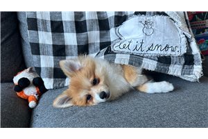 Mateo - Pomeranian for sale
