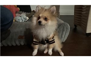 Mateo - puppy for sale