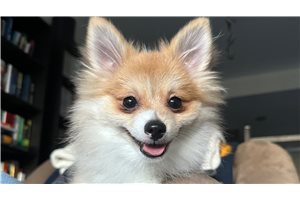 Mateo - Pomeranian for sale