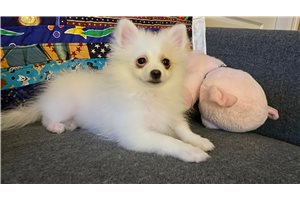 Madison - Pomeranian for sale