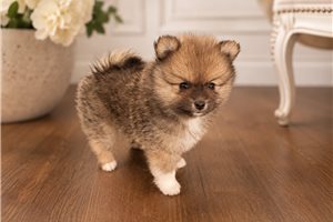 Milton - Pomeranian for sale