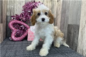 Alister - puppy for sale
