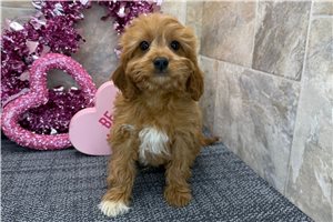 August - puppy for sale