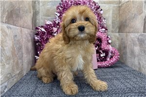 Arnold - puppy for sale