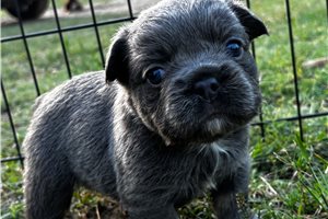Whimsy - French Bulldog for sale