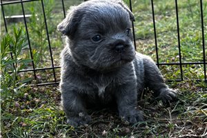 Hazel - French Bulldog for sale