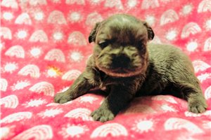 Hazel - puppy for sale