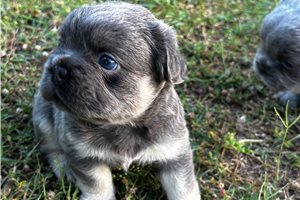 Willow - French Bulldog for sale