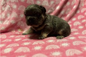 Willow - French Bulldog for sale