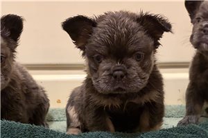 Willow - French Bulldog for sale